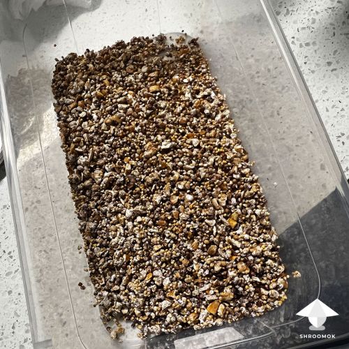 Grain spawn is removed from the jar to a plastic box