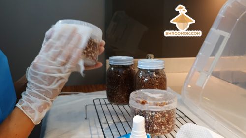Preparation jars with fresh sterile grain substrate for grain to grain transfer