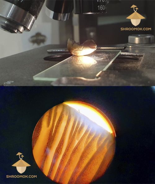 Magic mushroom cap with spores under a microscope