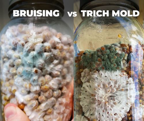 Mushroom bruises or Trichoderma mold in spawn jar