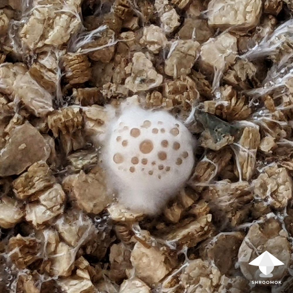 Mycogone contamination aka wet bubble disease