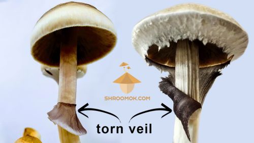Torn veil as sign for mushroom harvesting