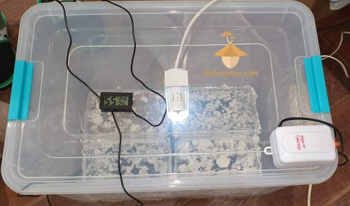 Fully equipped growbox for growing magic mushrooms Psilocybe Cubensis: grow box itself, light, ventilation, thermometer and hygrometer