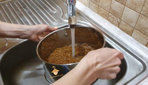 Rinse grain for substrate for magic mushrooms under running water. Substrate preparation for growing psilocybin mushrooms