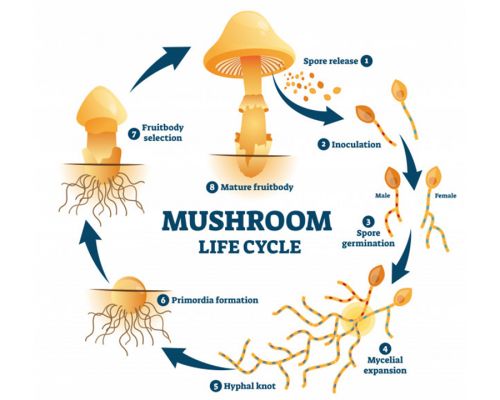 Mushroom life cycle