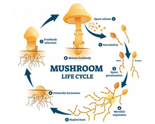 Mushroom Pinning Fruiting Period And Mushrooms Growth Conditions