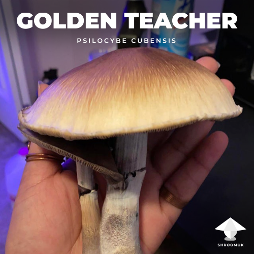 Big golden teacher mushroom