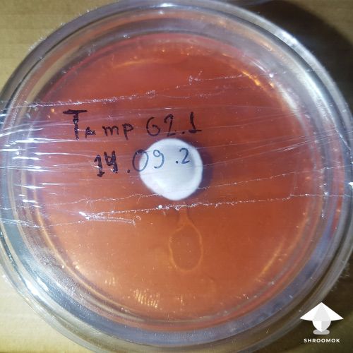 Magic truffle clone on agar