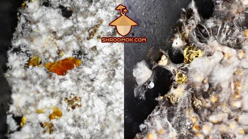 Yellow liquid on mycelium