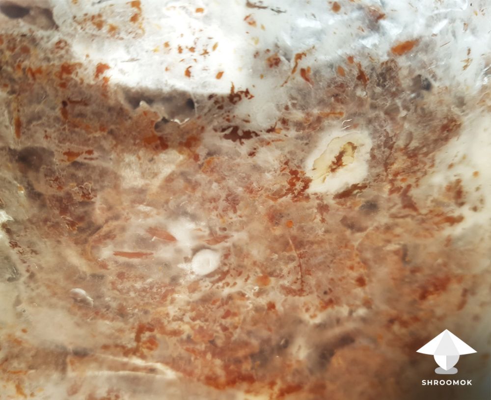 Grow your first Shiitake mushrooms at home