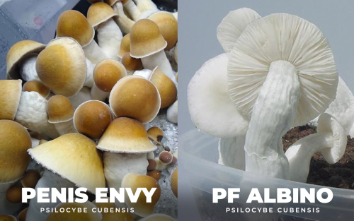 Penis Envy + PF Albino = Albino Penis Envy mushroom