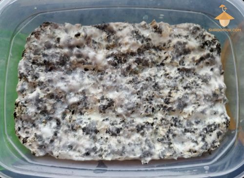 Psilocybe Cubensis cake 1, F+ strain. 75-th day after inoculation. Cake before disposing.
