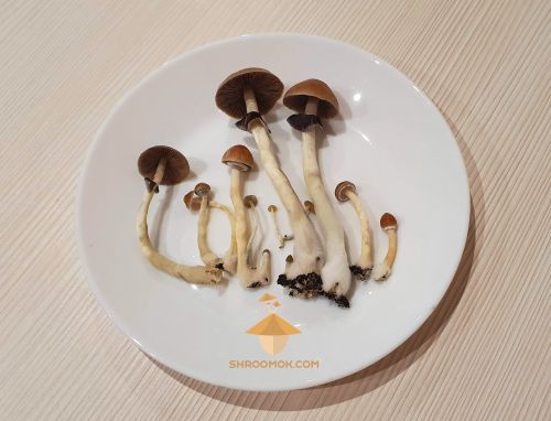 Psilocybe Cubensis Brazil. Sixth harvest. Sixth flush