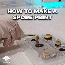 How to make mushroom spore print
