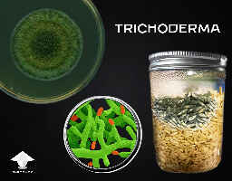 Green Mold (Trichoderma)