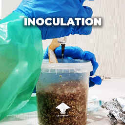 Inoculation without glove box