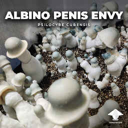 Albino Penis Envy (APE)