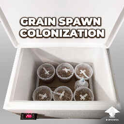 Incubator & Grain colonization
