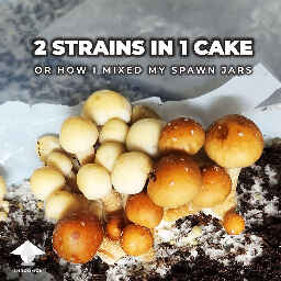 Two strains in one mushroom cake