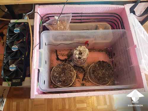 Growbox monotube with mushroom cakes inside cooling box