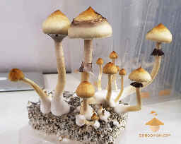 Mushroom fruiting