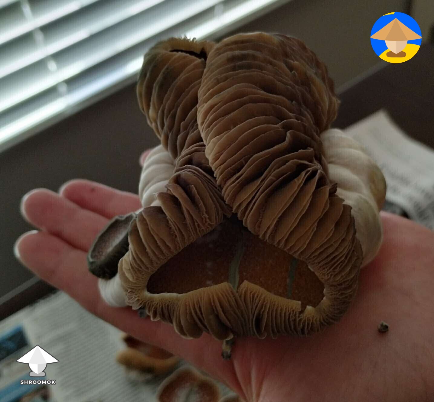 KSSS - Koh Samui Super Strain cool mutated mushrooms