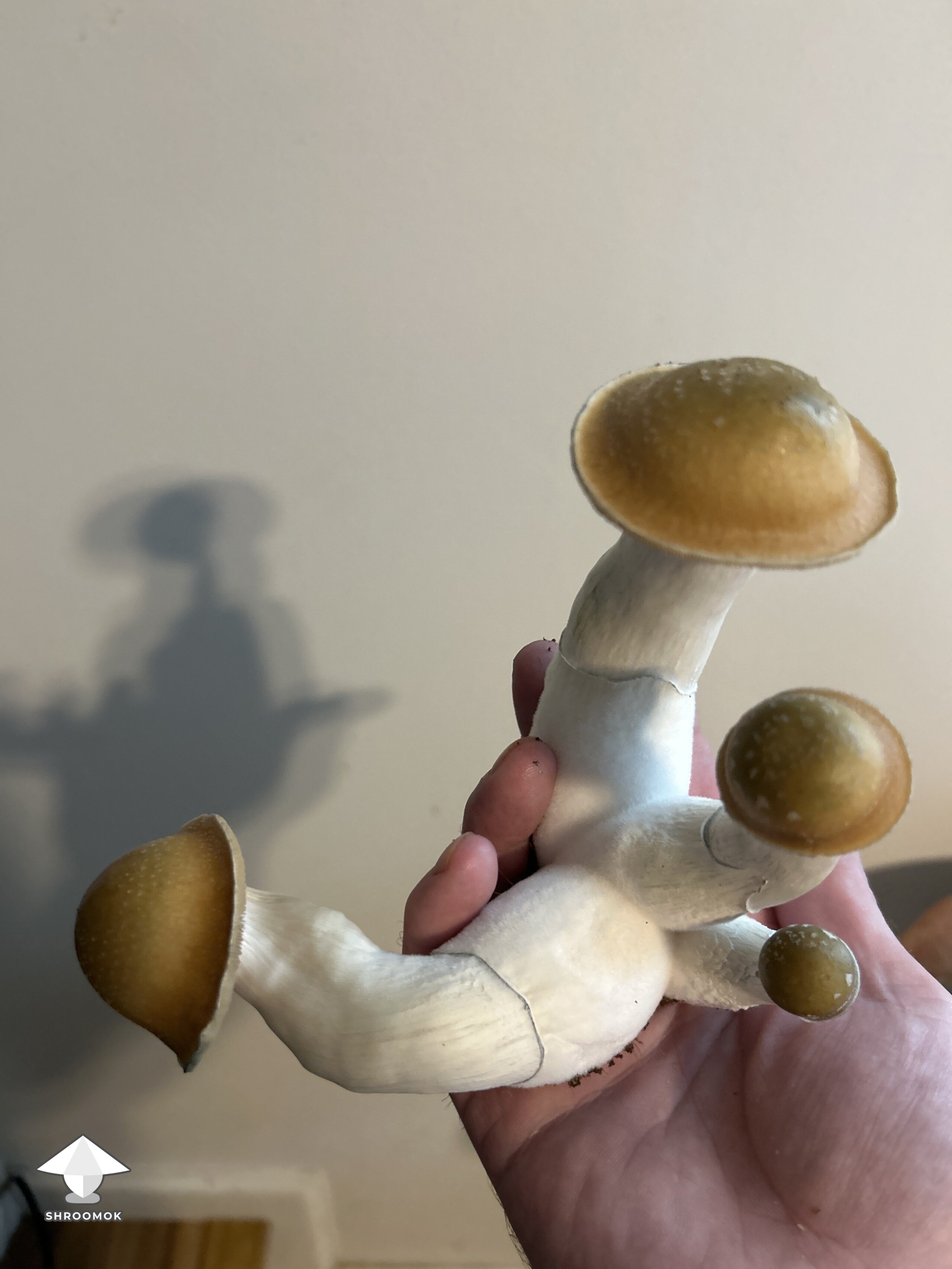 Mak galactic shrooms