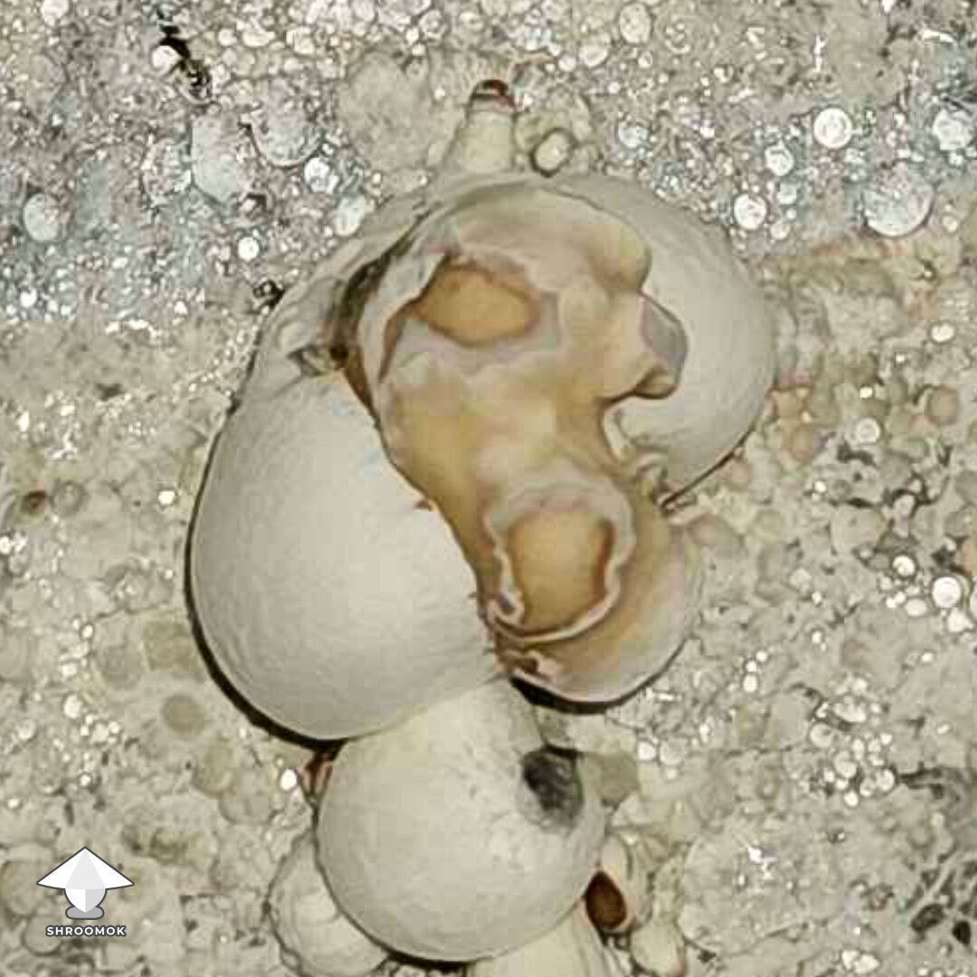 Deformed blob-like mushrooms - Dry Bubble disease