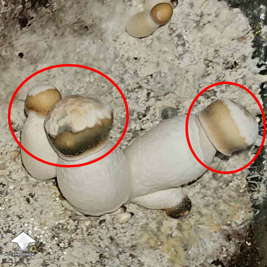Mushroom caps contaminated by verticillium