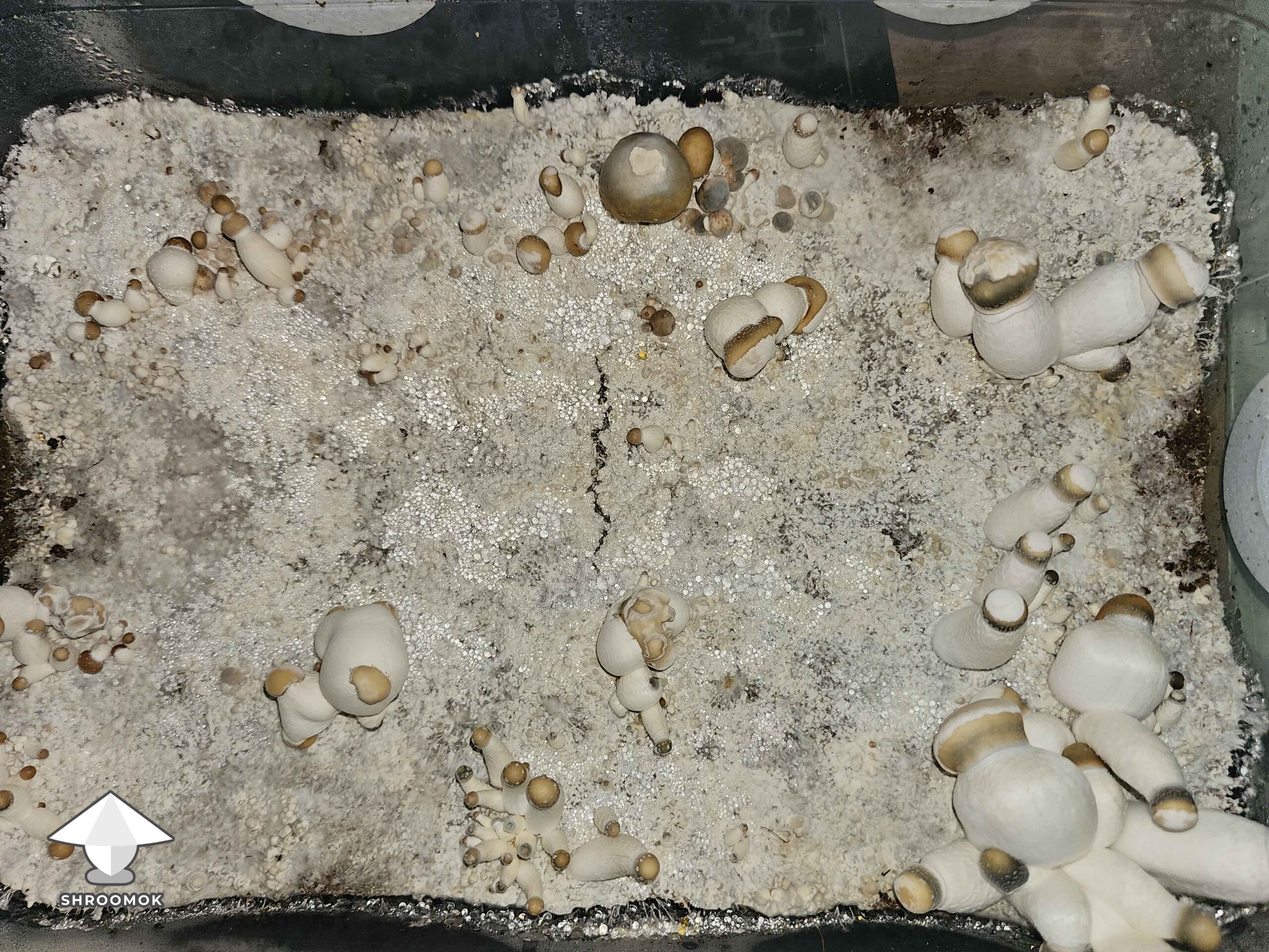 Penis Envy mutation or dry bubble disease verticillium