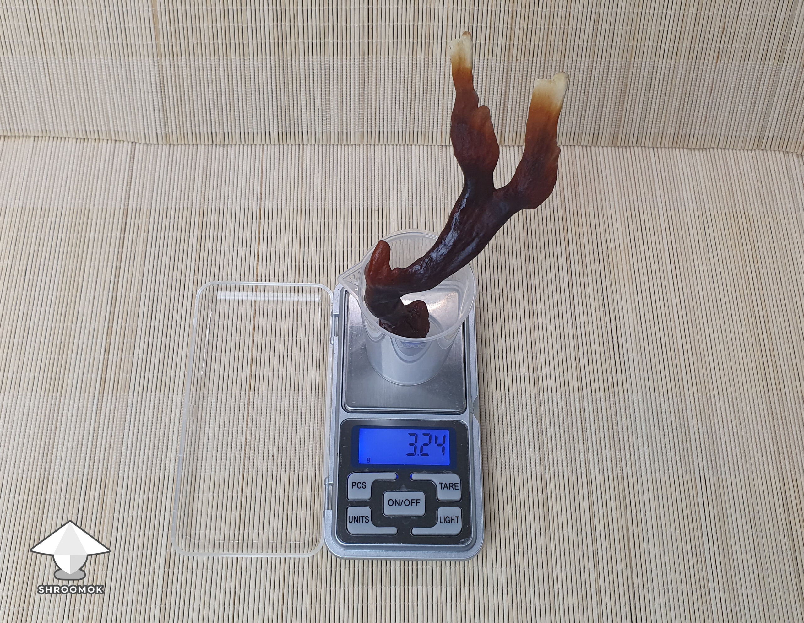 Antler reishi fruit for one cup of tea