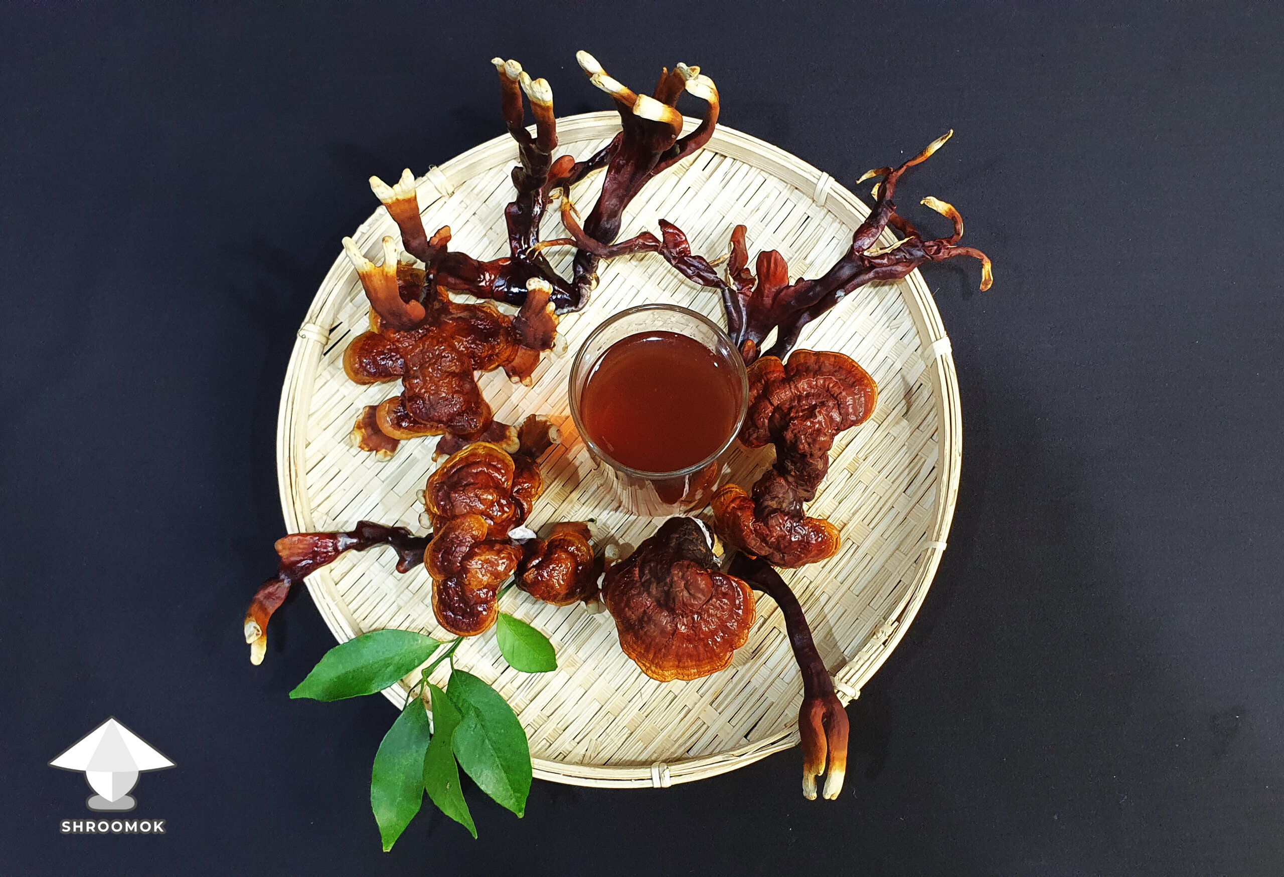 Reishi for wellness