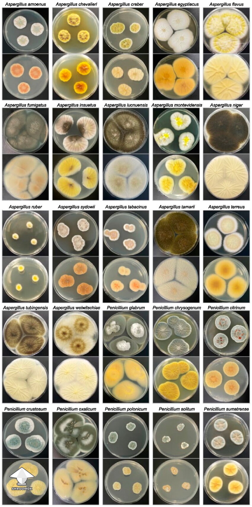 Colony morphology of Aspergillus and Penicillium species 