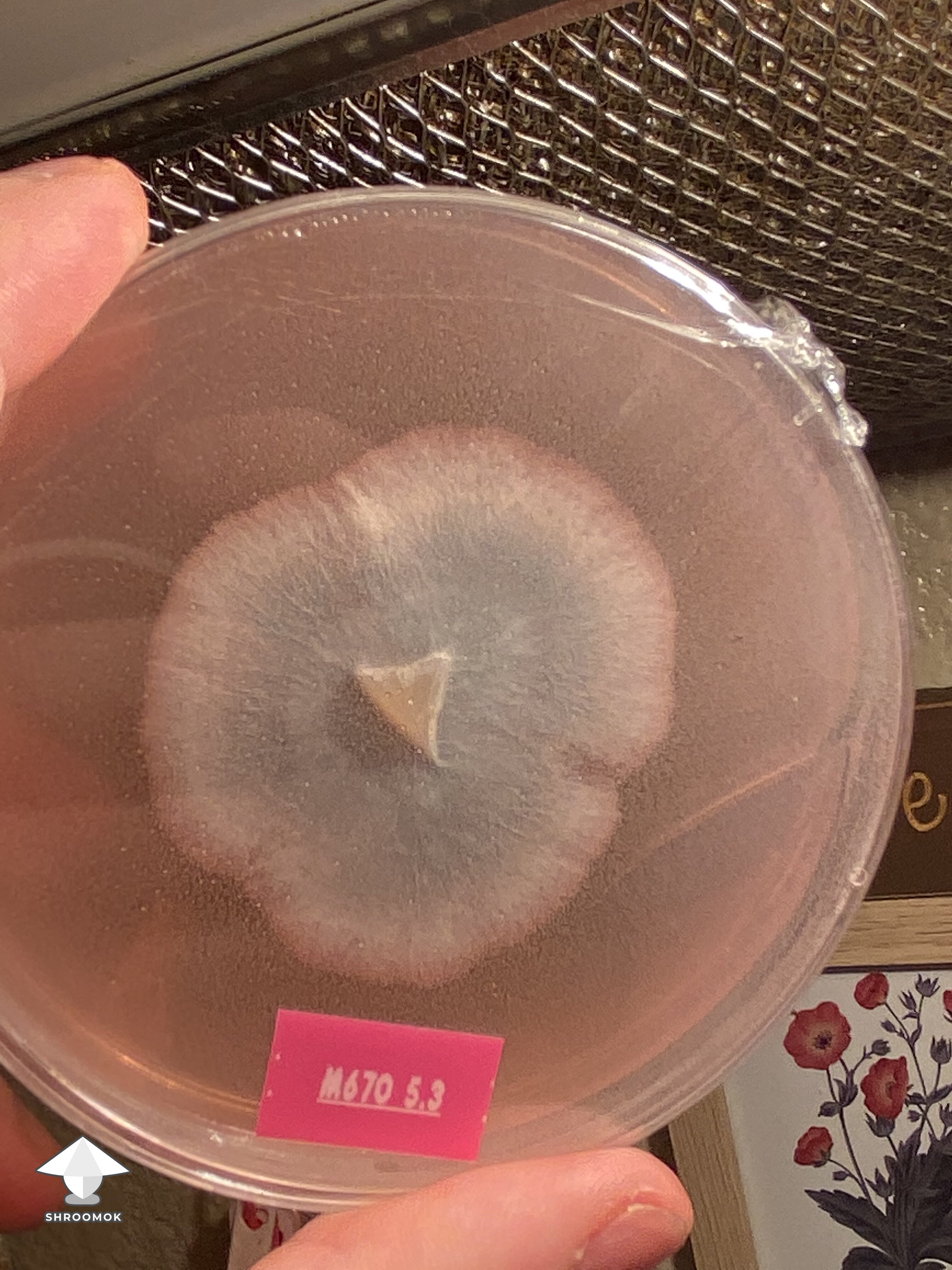 Looks like the mycelium on the agar is turning blue - mold or just bruising?