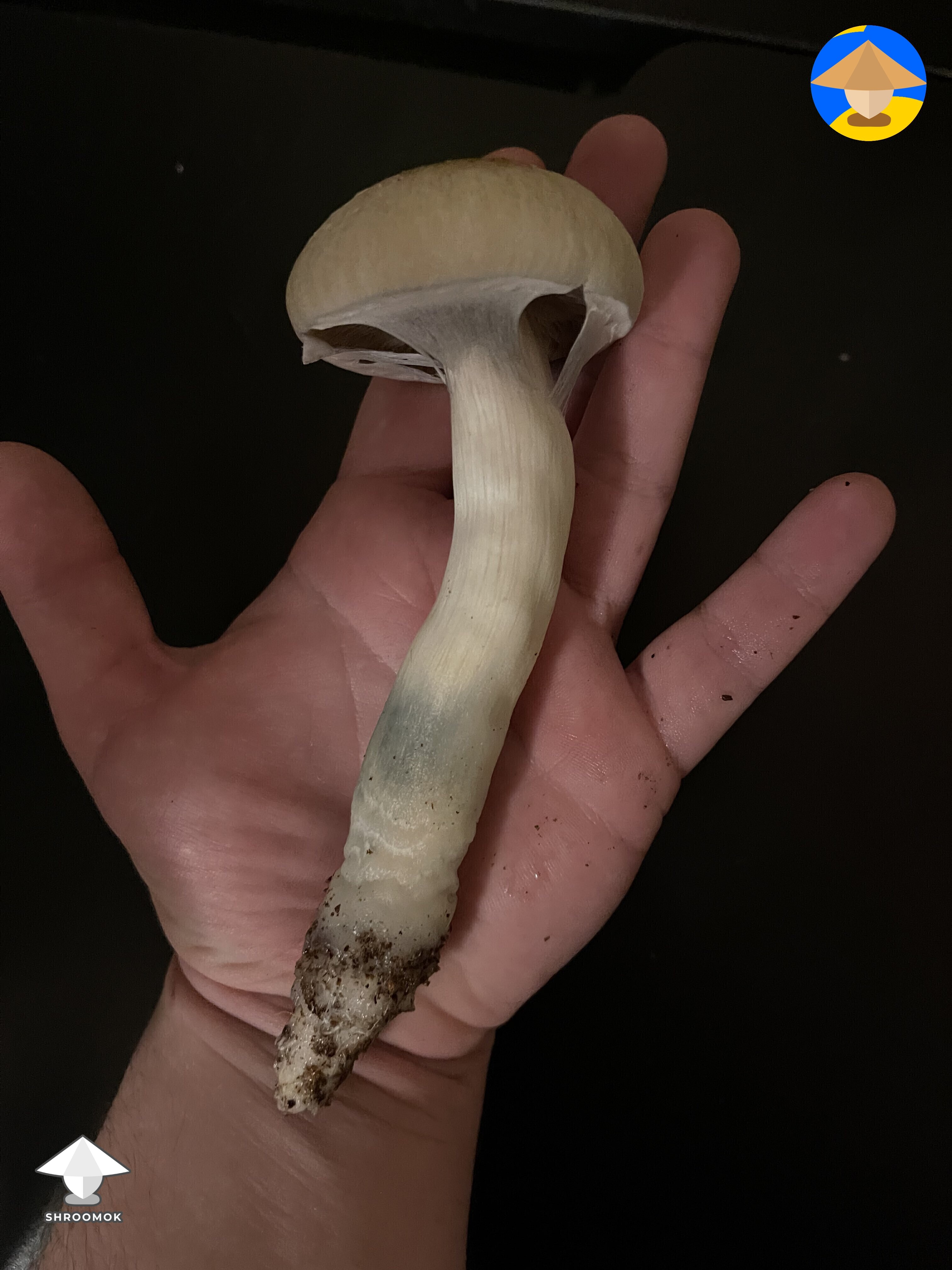 First ever grow and first mushroom B+