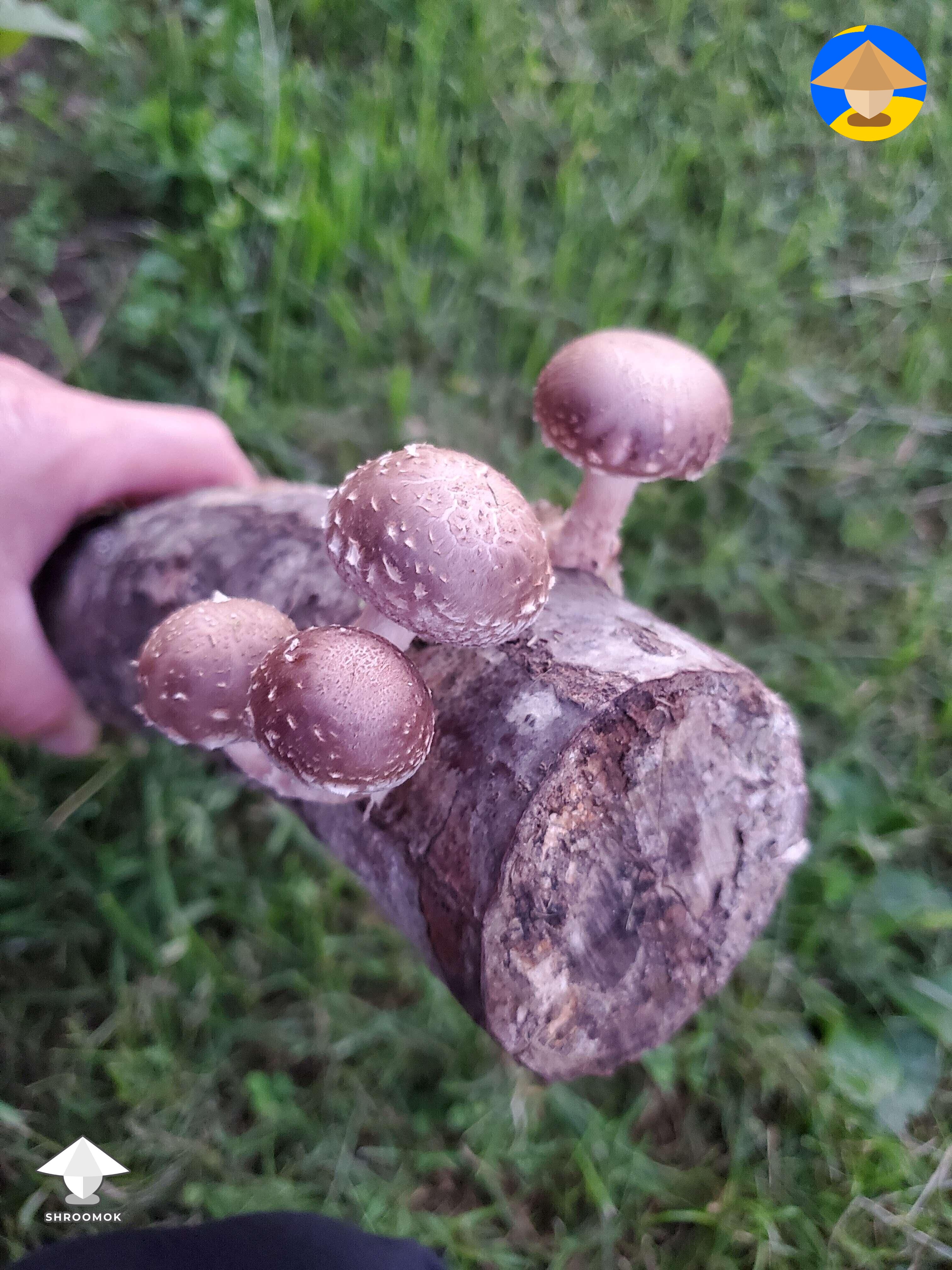 Shiitake Gallery On Shroomok