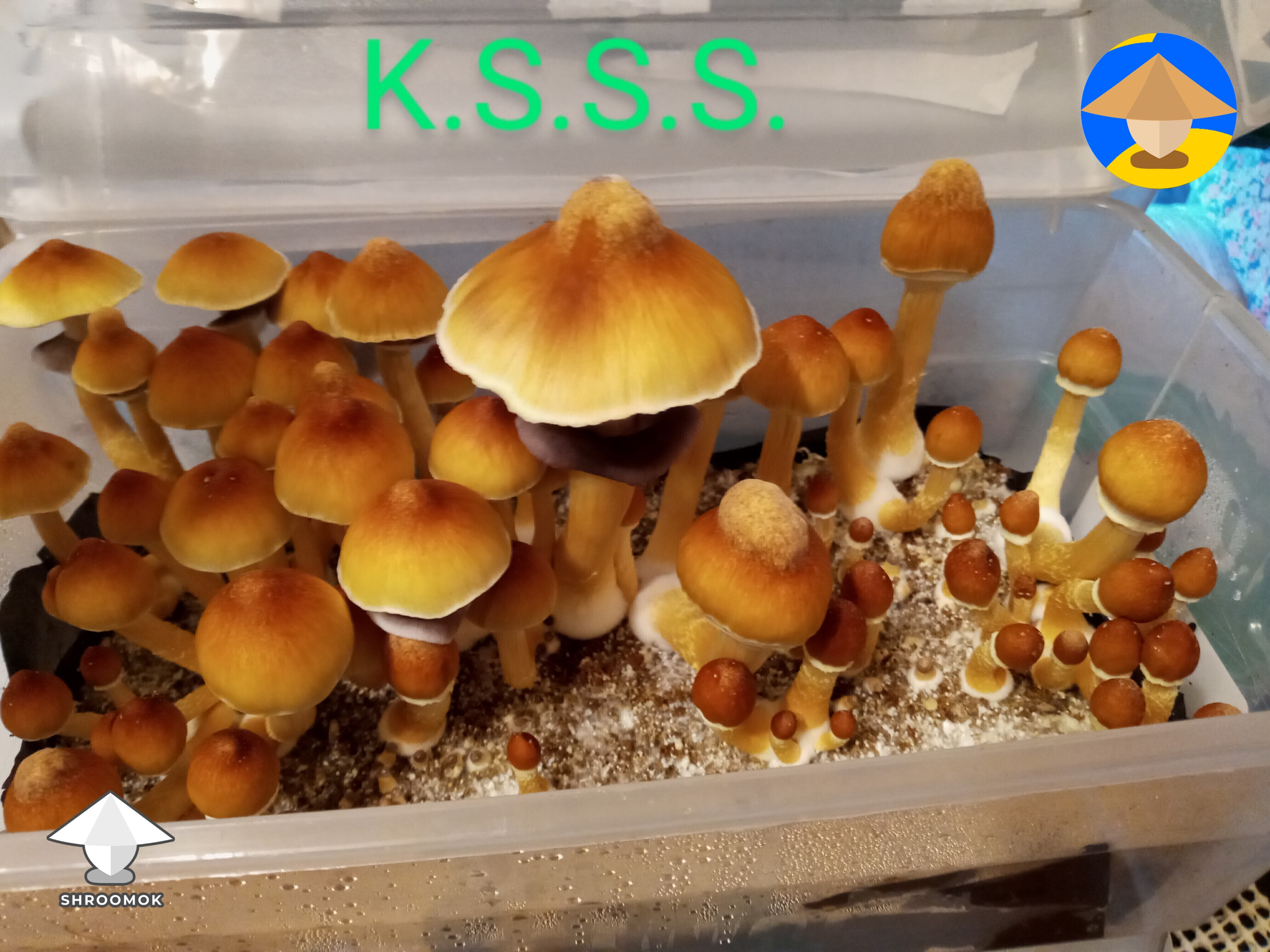 KSSS mushroom fruiting