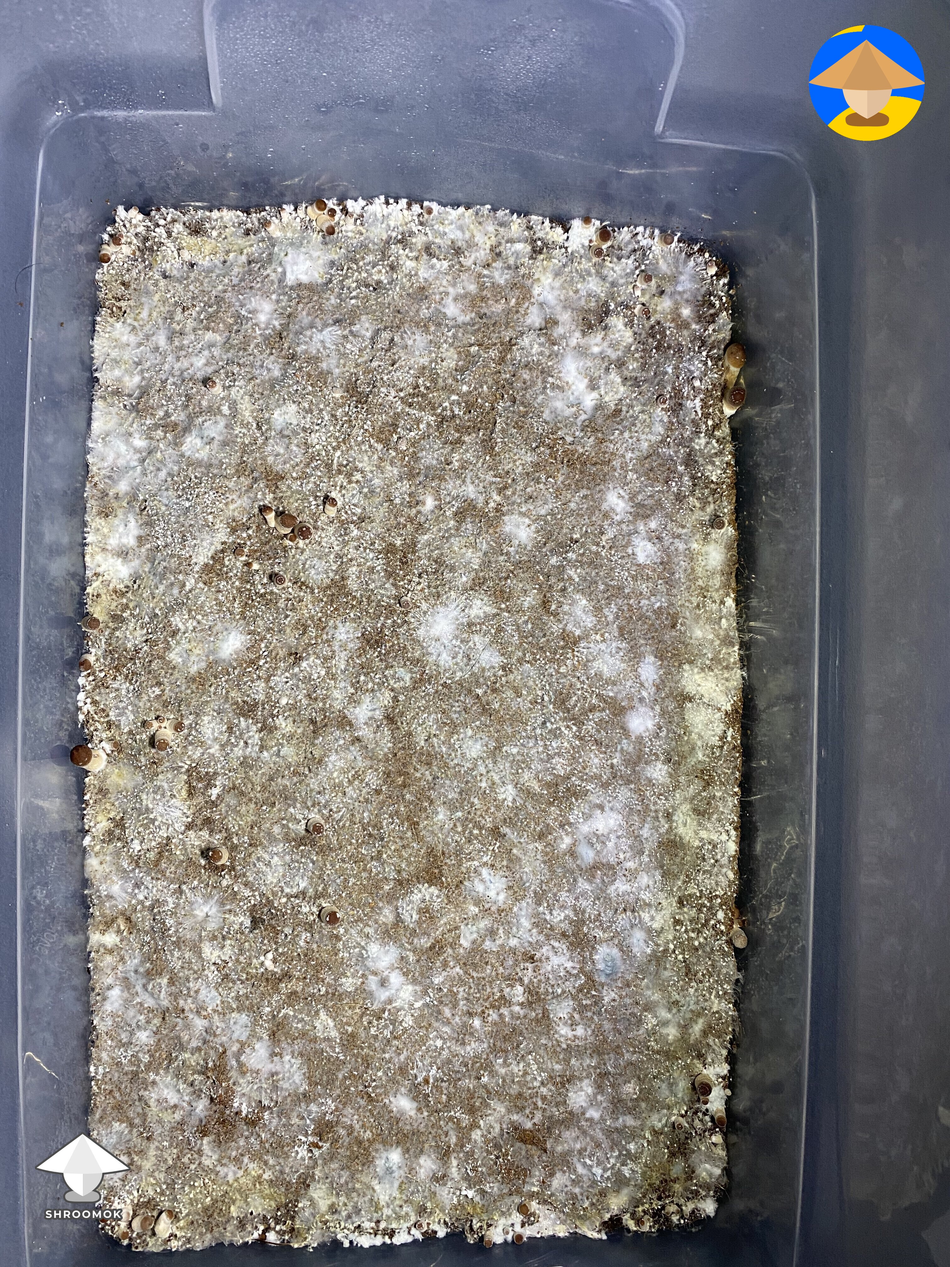 What’s going on here? Yellow spots on mycelium