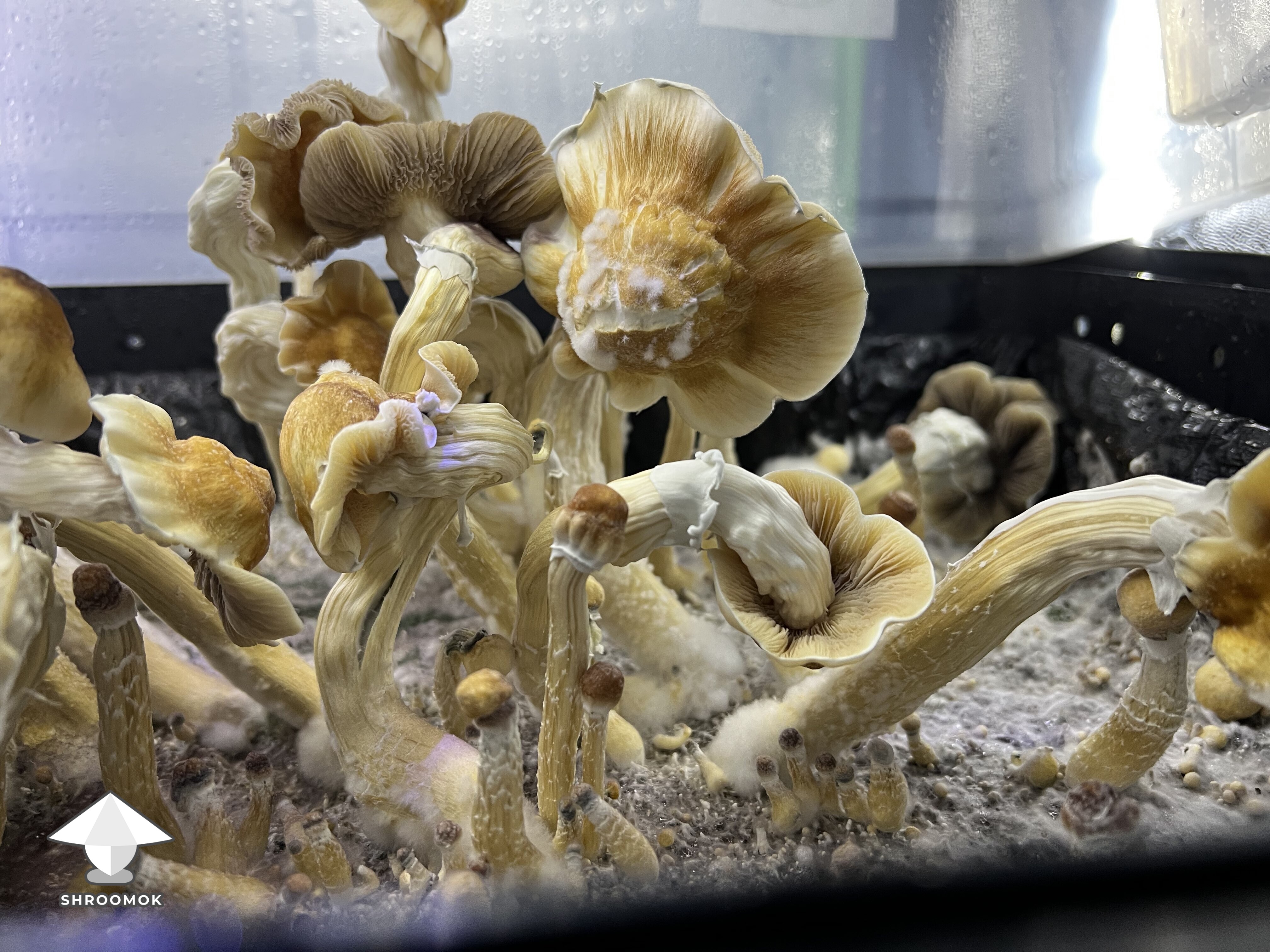 Ghidorah magic mushrooms growing #3