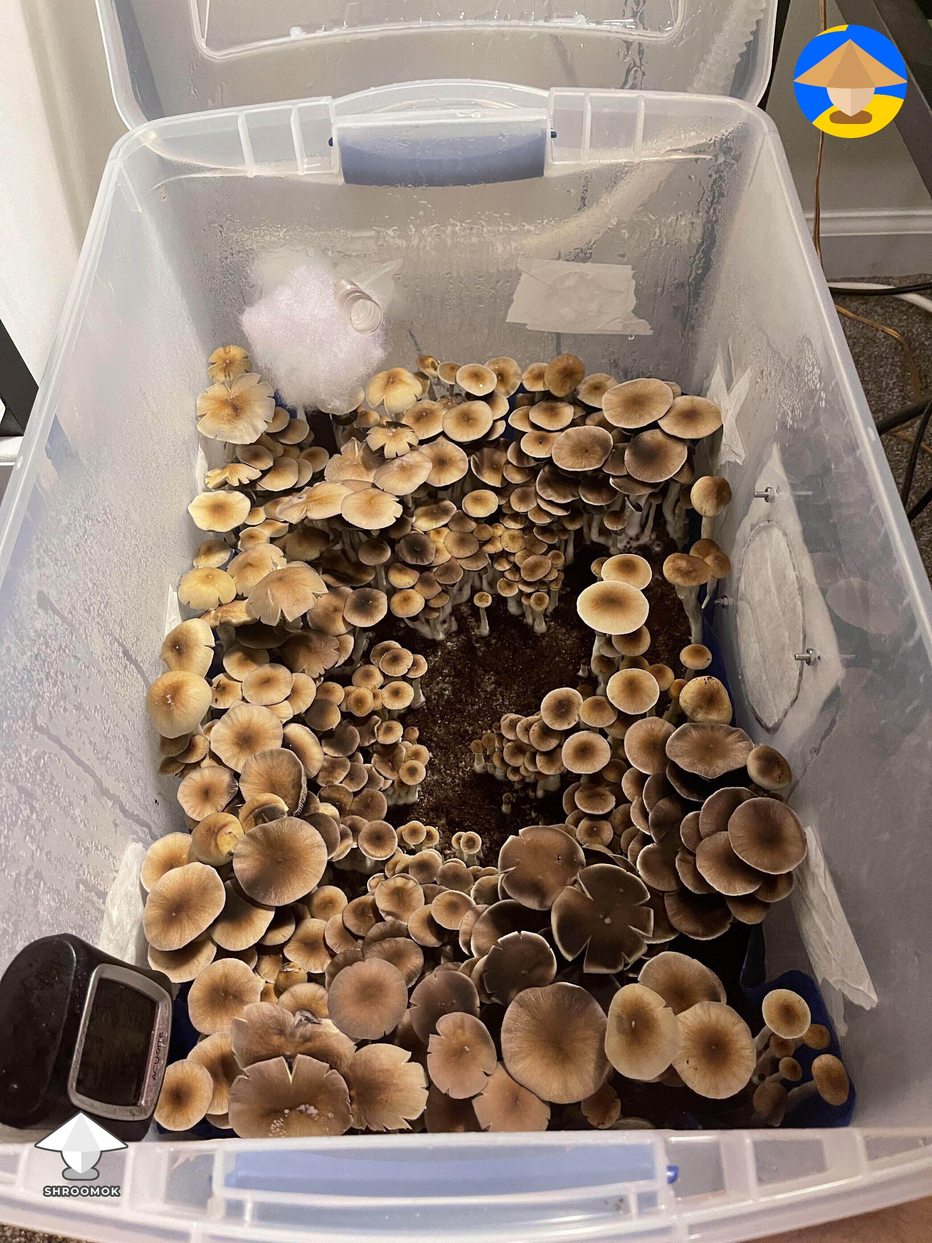 Holy canopy shrooms growing in monotub B+