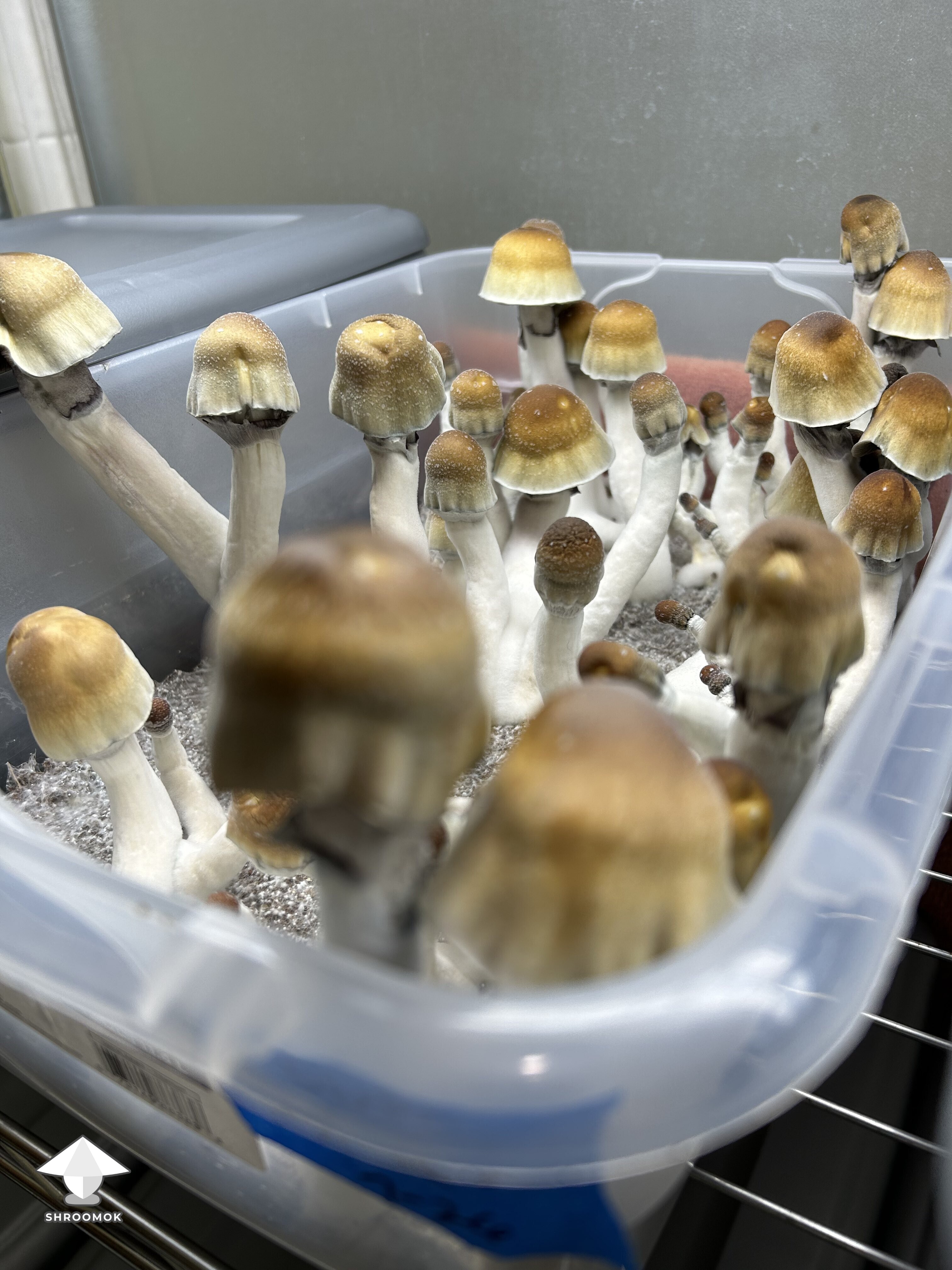 These ODPE shrooms are almost ready #2