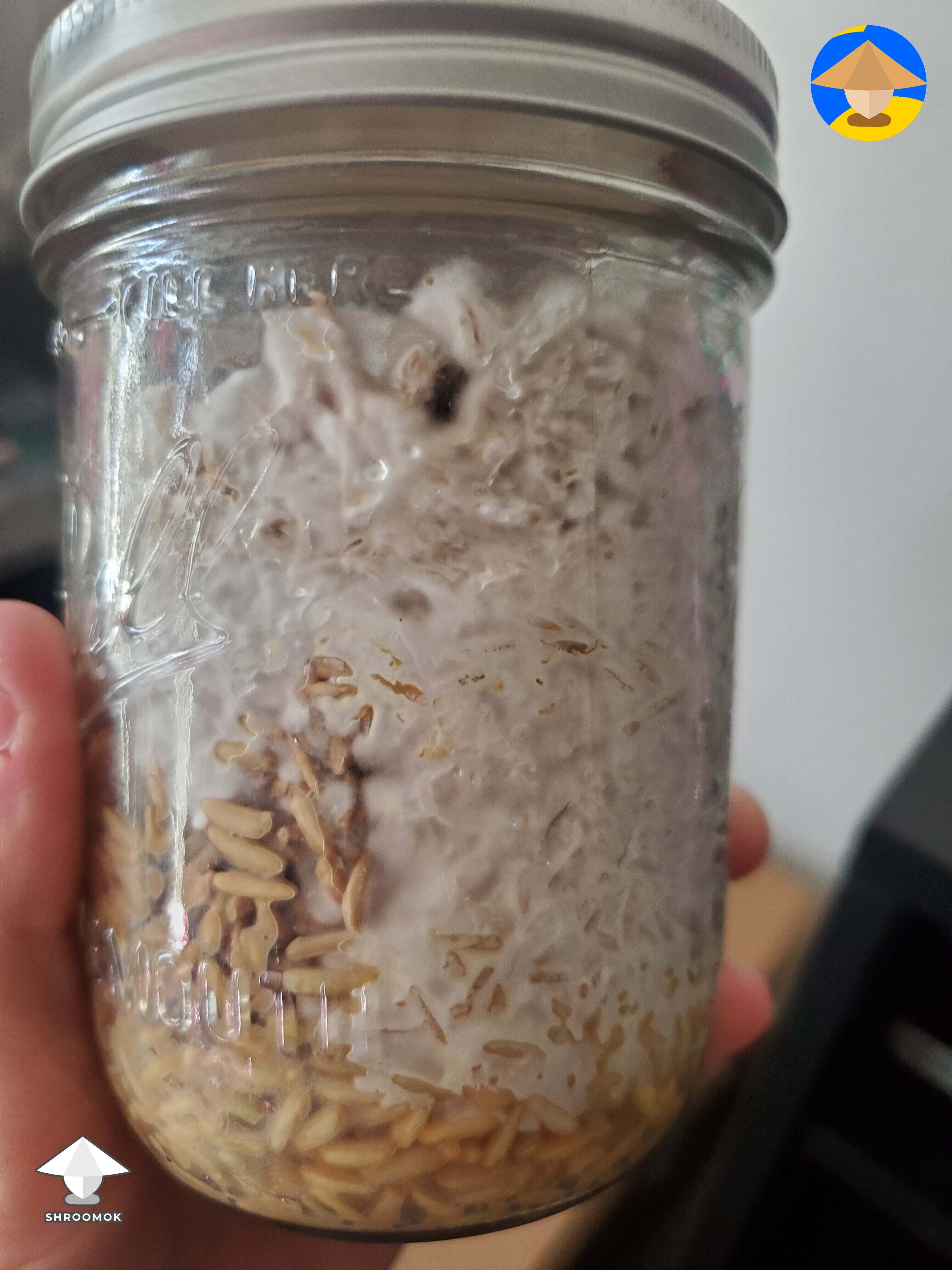 What are the chances this spawn jar survives those wet grains - answer ...