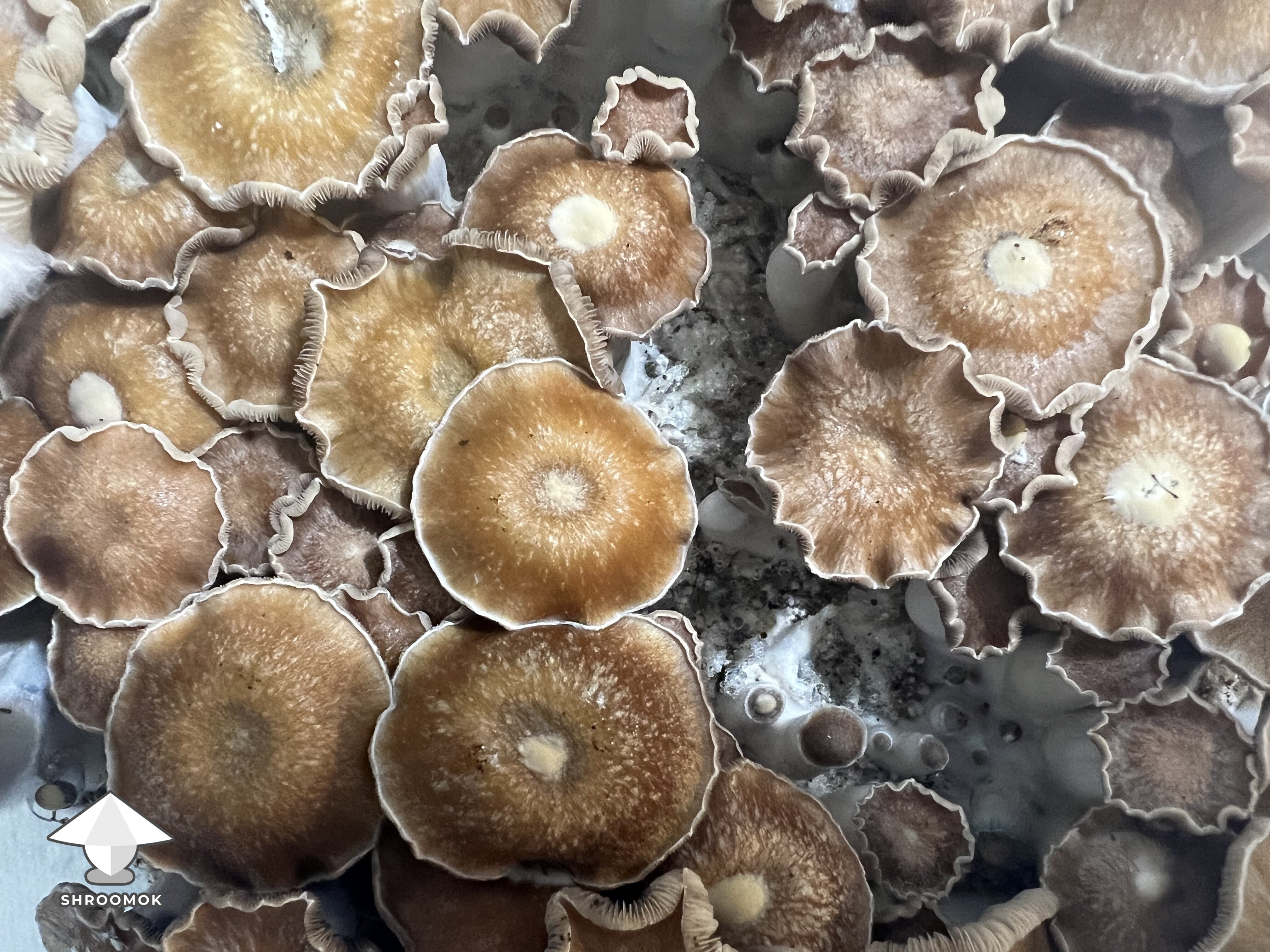 Toque magic mushrooms fruiting