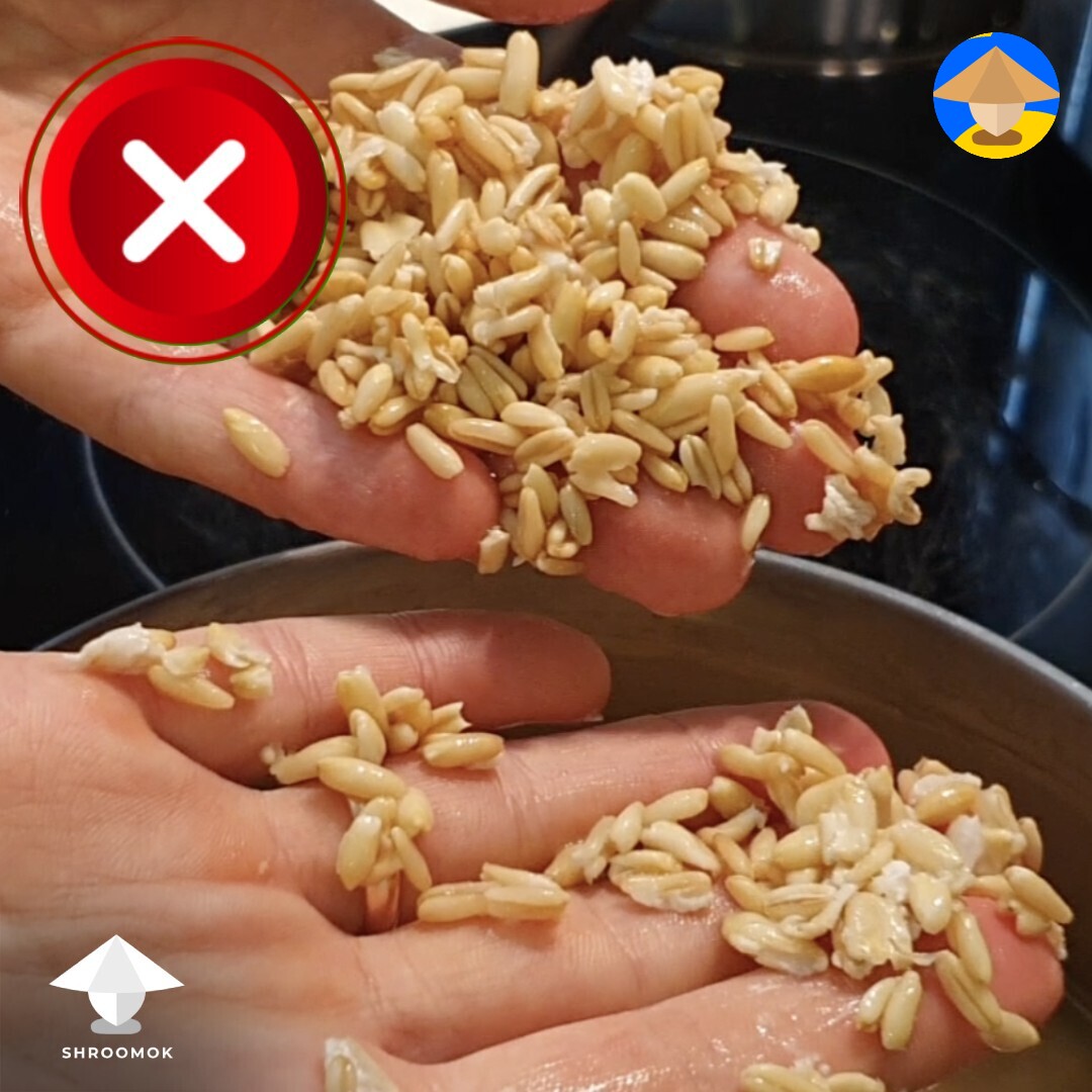 peeled oats bad for grain spawn