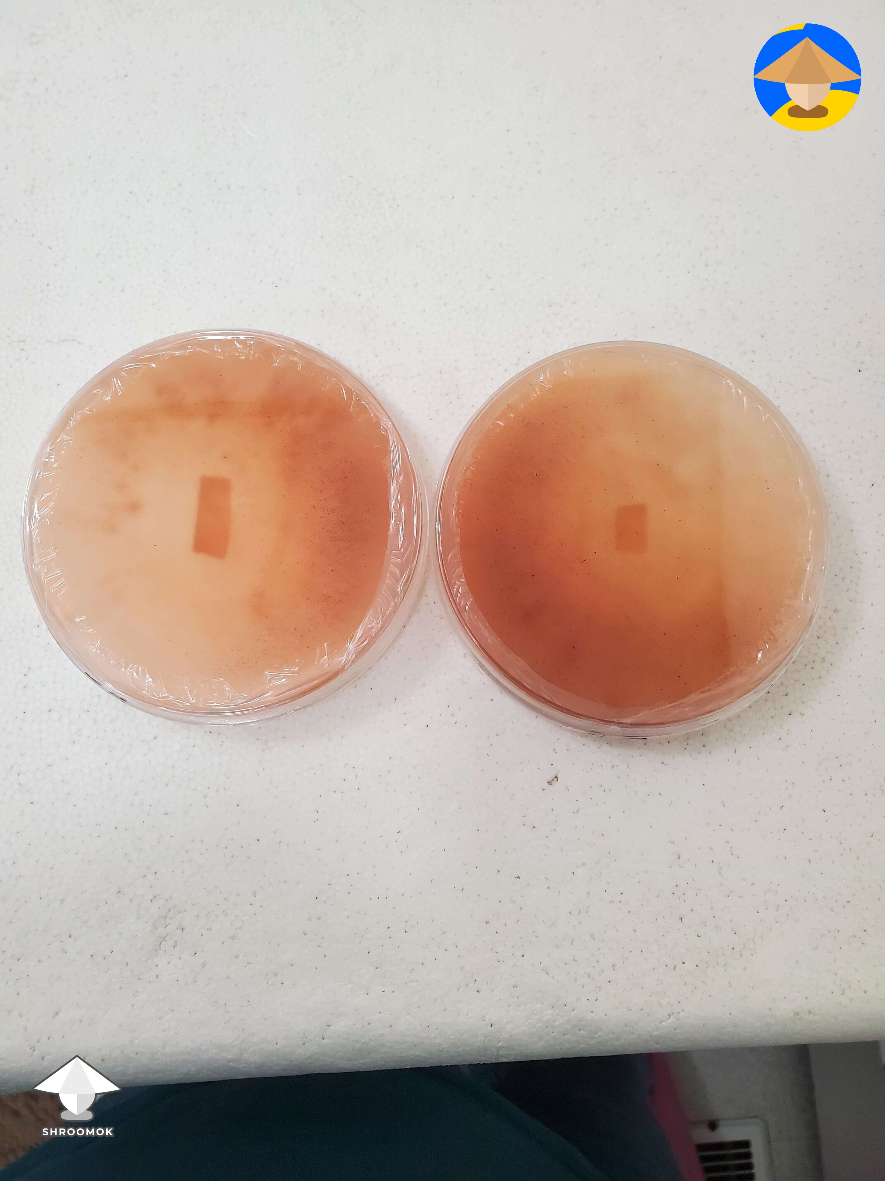 Poured my first agar plates recipe in description by 3EyeFlames