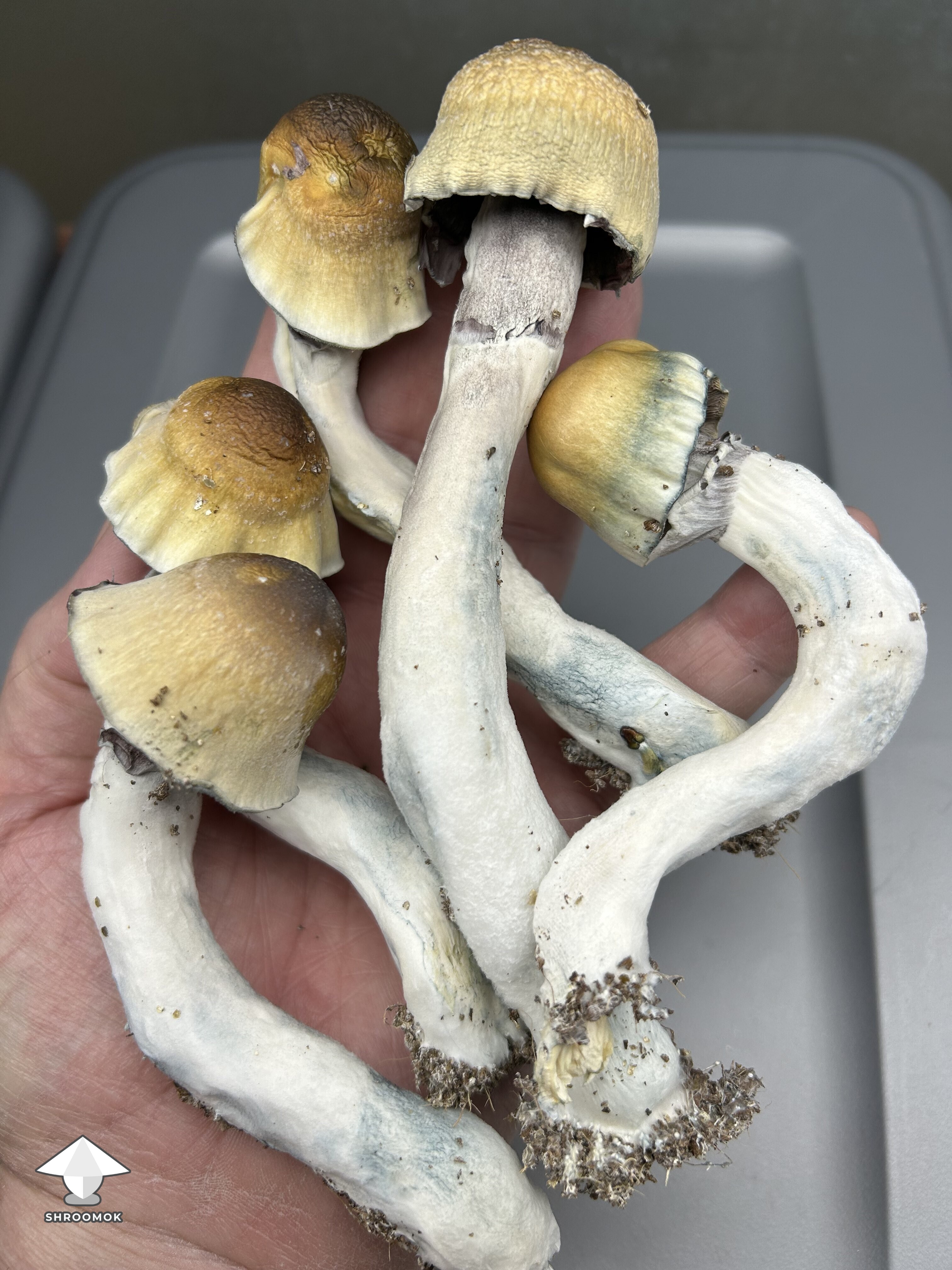 ODPE magic mushroom harvesting