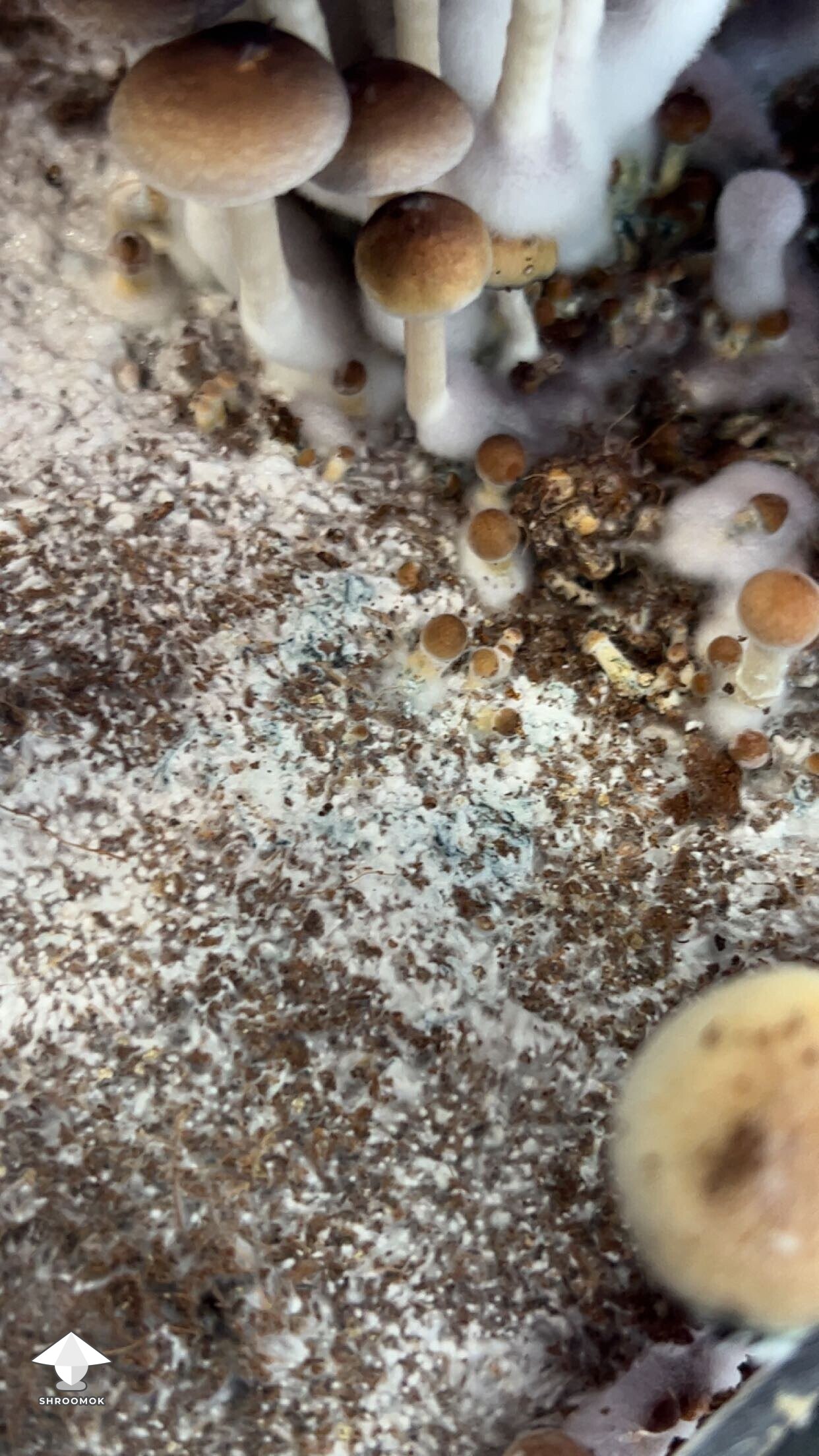 Signs of mycelium bruises on the cake which are confused with mold contamination
