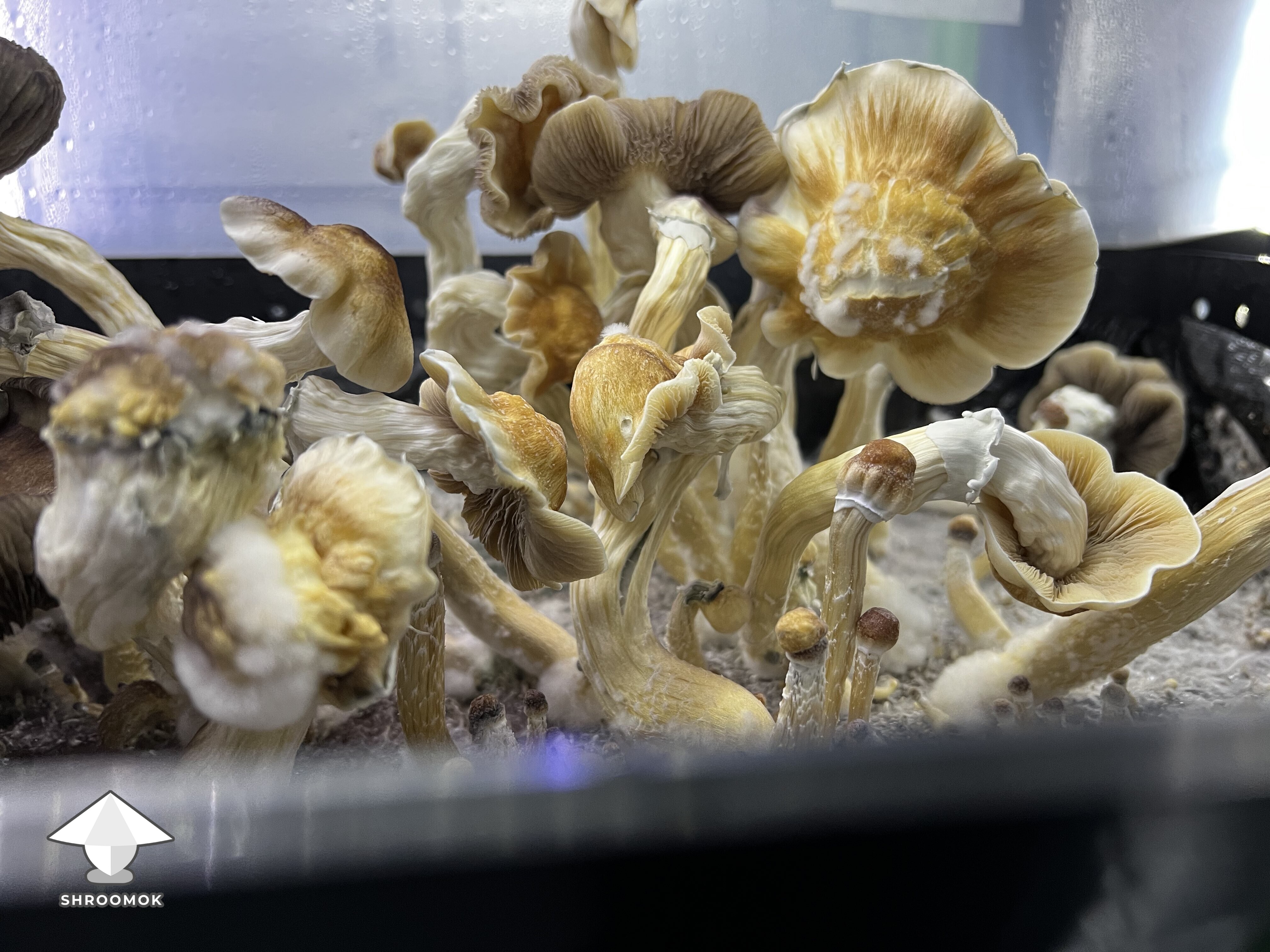 Ghidorah magic mushrooms growing #4