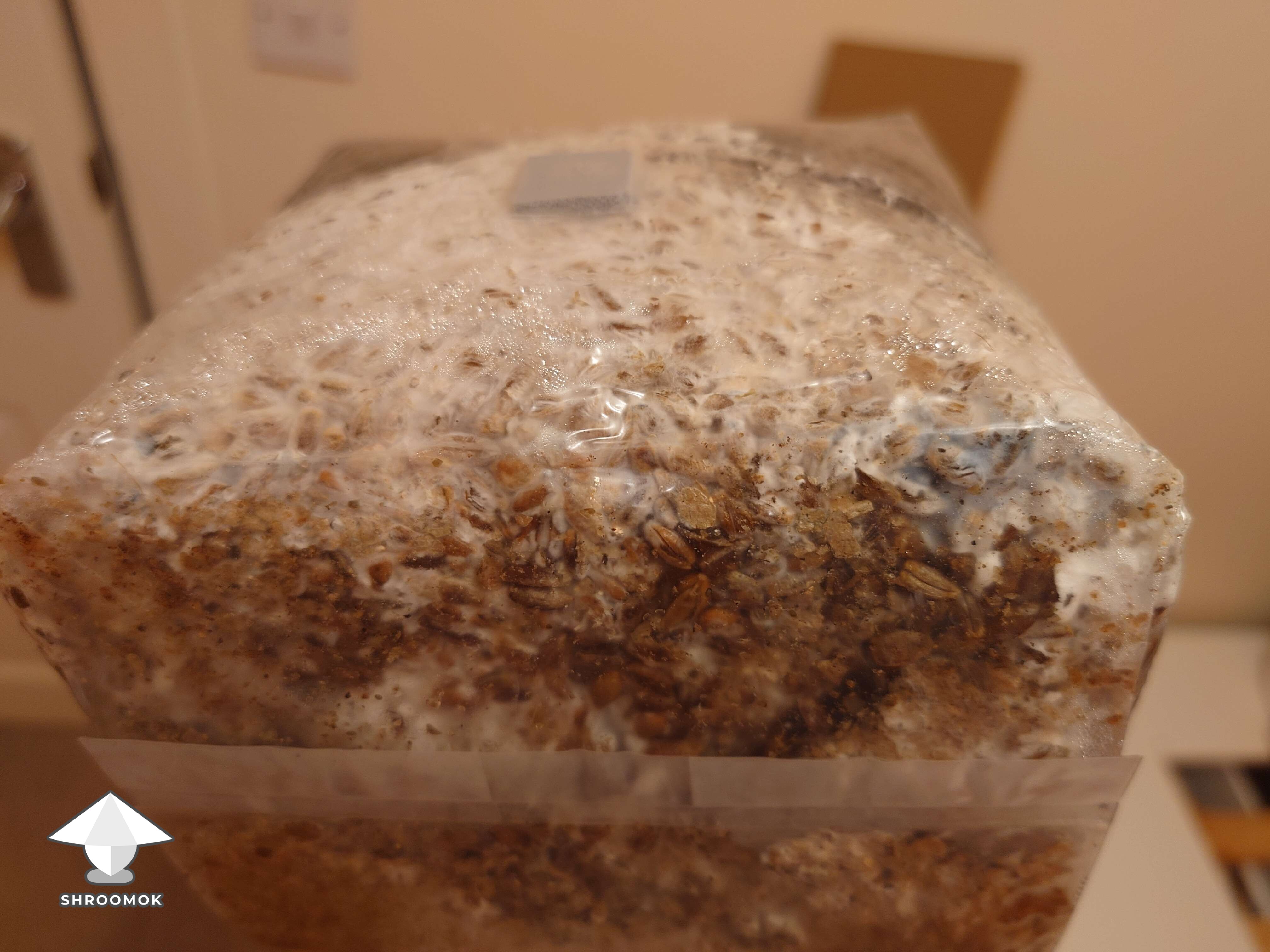 In my first attempt to make own 2 grow bags I think I found some contamination. May you share your opinions what would you do in situation like this
