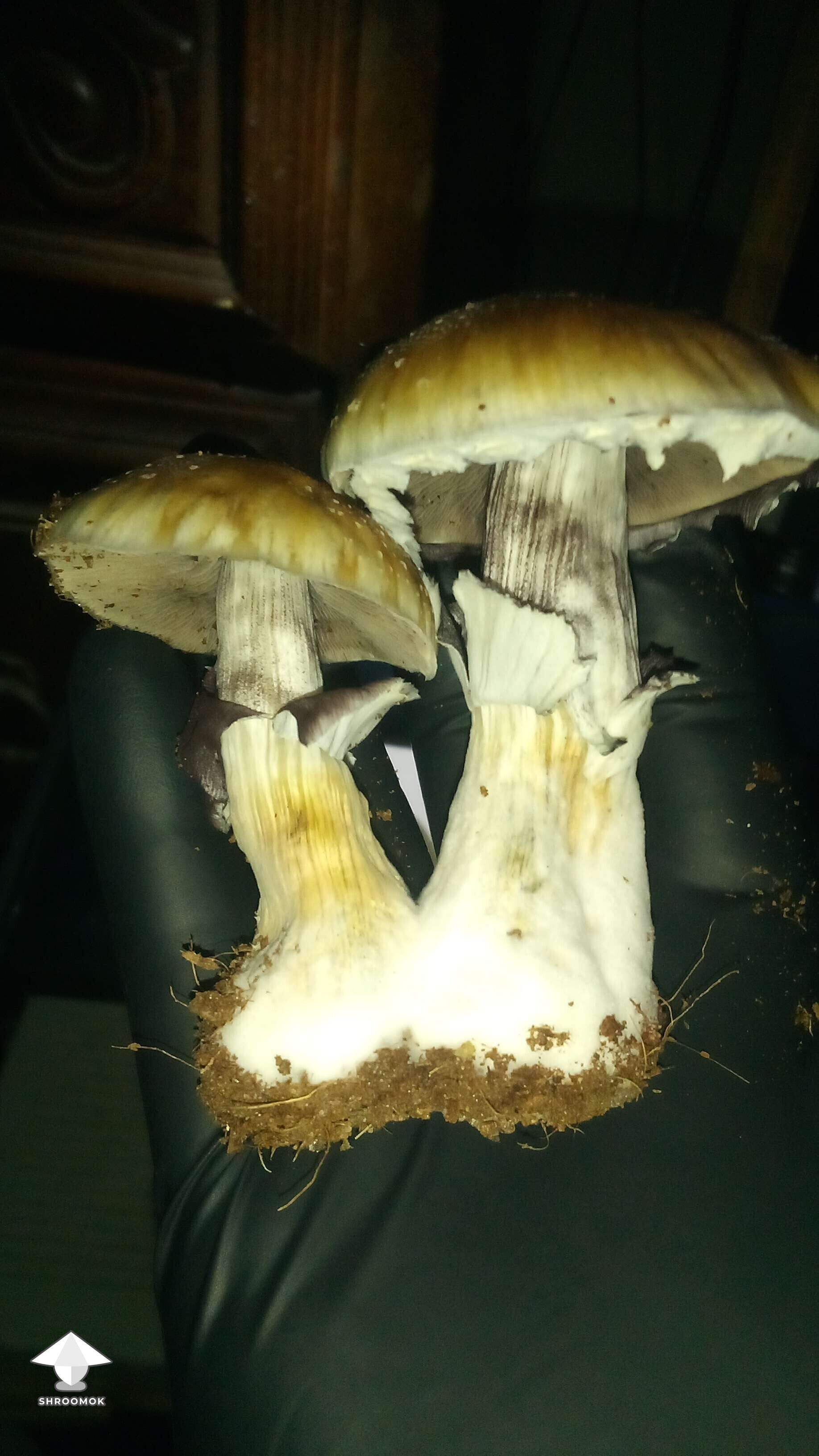 Cubensis Puerto Rican magic mushrooms